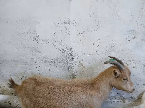 Koza, Saanen goat