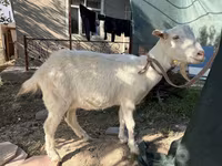 Cabra, Russian White goat — foto 4
