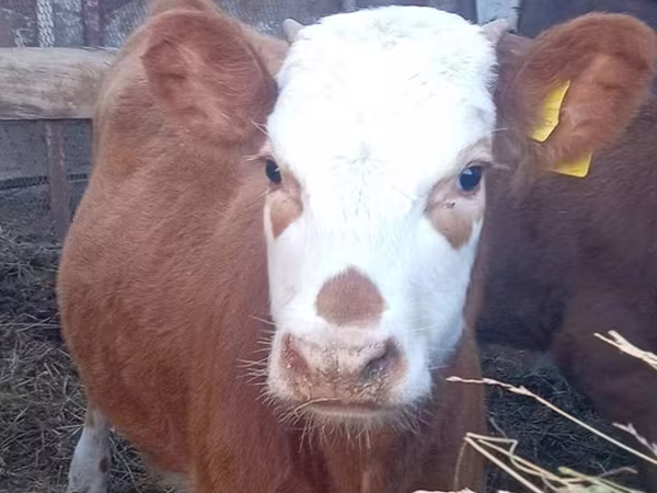 Vaca, Hereford