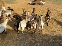 Ziege, Dutch Landrace goats — Foto 2