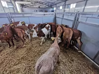 Vaca, Simmental cattle — foto 2