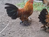 Bantam — foto 3