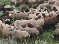 Sheep, Sheep — photo 7