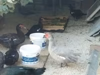 Domestic Muscovy — photo 7