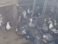 Domestic Muscovy — photo 2