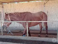 घोड़े (लॉट, लिंग निर्दिष्ट नहीं), घोड़े — फ़ोटो 2