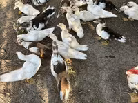 Ducks — फ़ोटो 2
