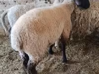 Cabras (lote, sexo não especificado), Cabras — foto 3