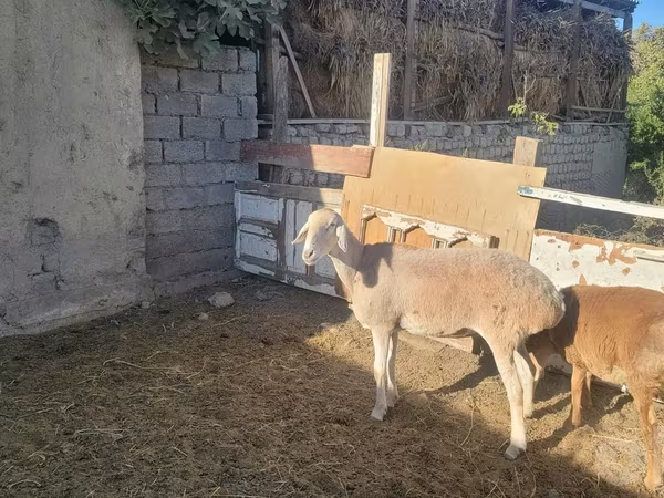 Sheep (batch, sex not specified), Arashan sheep