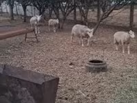 Baran, Cerry Hill sheep — zdjęcie 5