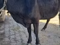Vaca, Bovinos — foto 1