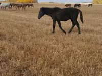 Cavalo, Kazakh horse — foto 1