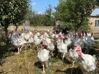 Turkeys — Foto 1