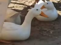 Ducks — photo 5
