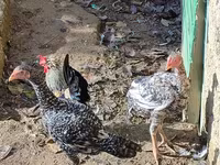 Chickens — foto 1