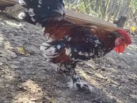 Chickens — foto 2