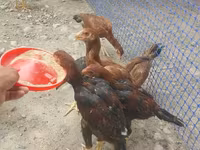 Chickens — photo 5