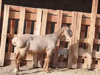 Ram, Rhon sheep — photo 2