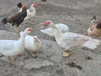 Domestic Muscovy — photo 3