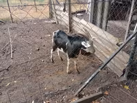 Cabras (lote, sexo não especificado), Cabras — foto 3