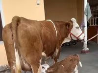 母牛, Red-spotted breed — 照片 3