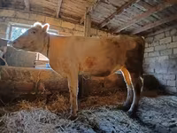 Qoyun, Charollais sheep — foto 1