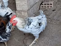 Chickens — photo 6