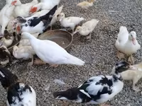 Domestic Muscovy — photo 7