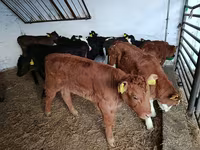 Cow, Limousin cow — photo 1