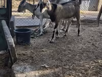 Goat, Nubian Goat — photo 6