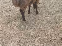 Sheep (batch, sex not specified), Sheep — photo 5
