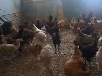 Chickens — photo 3