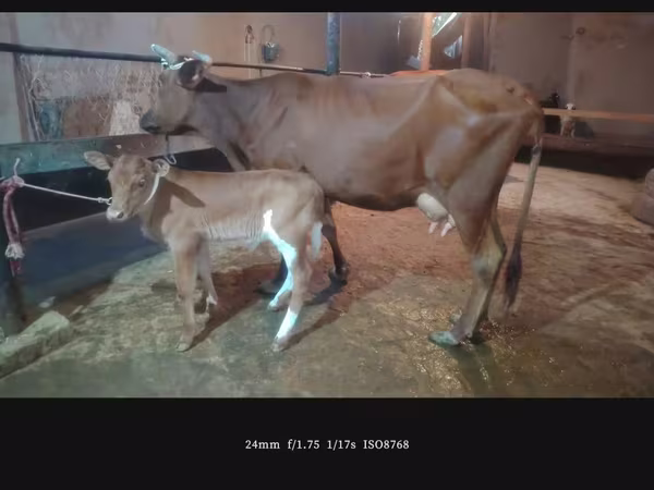 Cow, Cattle