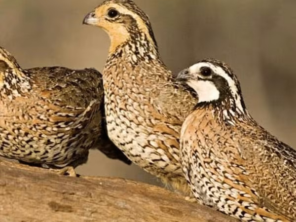 Bobwhite — Azerbaijan