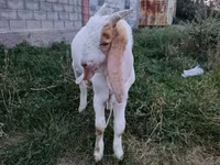 Cabro, Gulabi goats — foto 2