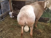 Widder, Rambouillet sheep — Foto 5