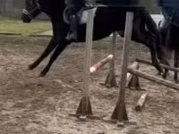 حصان, Hungarian horse breed — الصورة 2