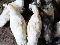 Ducks — foto 5