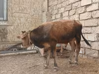 Buğa, Russian Black pied cattle — foto 5