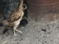 Chickens — photo 3