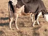 İnək, Latvian Blue cattle — foto 2