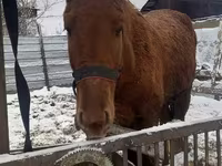 Koně (série, pohlaví neuvedeno), Koně — foto 2