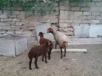 भेड़, भेड़ — फ़ोटो 1