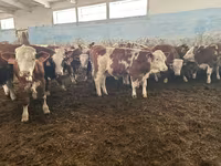 सांड, Simmental cattle — फ़ोटो 4