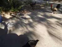 Guinea fowl — Foto 4
