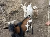 Cabras (lote, sexo não especificado), Cabras — foto 3