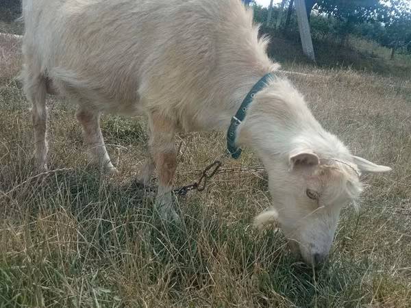 Koza, Kozy