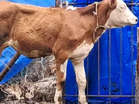 İnək, Simmental cattle — foto 8