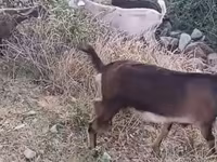 Goat, Goats — photo 5
