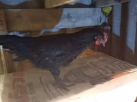 Chickens — الصورة 2